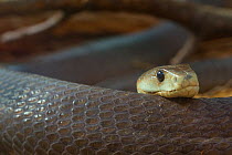 Black mamba (Dendroaspis polylepis) captive; occurs in Africa.