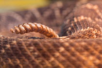 Eastern diamond-backed rattlesnake (Crotalus adamanteus) close up of tail rattle Captive, occurs in  Southeastern United States