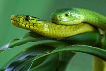 Eastern green mambas (Dendroaspis angusticeps)  captive, from East Africa.