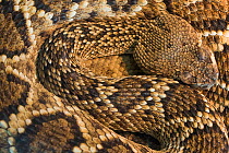 Eastern diamond-backed rattlesnake (Crotalus adamanteus) captive occurs in USA.