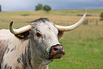 RF - English Longhorn cow, Derbyshire, UK, July. (This image may be licensed either as rights managed or royalty free.)
