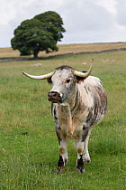 English Longhorn cattle, Derbyshire, UK