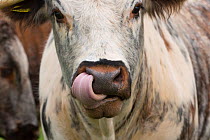 English Longhorn cattle, licking nostril with tongue, Derbyshire, UK