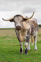English Longhorn cattle, Derbyshire, UK