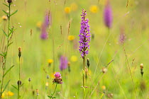 Fragrant orchid (Gymnadenia conopsea) Peak District National Park, Derbyshire, UK July