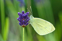 Small White / Cabbage white butterfly (Pieris rapae) on Lavender, Sheffield, UK July (Focus-stacked image)
