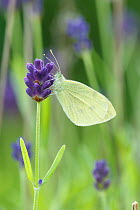 Small White / Cabbage white butterfly (Pieris rapae) on Lavender, Sheffield, UK July (Focus-stacked image)