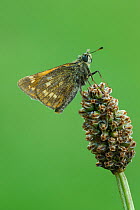 Large Skipper butterfly (Ochlodes sylvanus) Peak District National Park, Derbyshire UK July