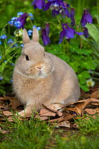 RF - Netherland dwarf baby in Forget-me-nots and Blue columbine. East Haven, Connecticut, USA. (This image may be licensed either as rights managed or royalty free.)