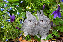 RF - Baby Netherland dwarf rabbits in spring garden of Forget-Me-Nots and Blue Columbine. East Haven, Connecticut, USA. (This image may be licensed either as rights managed or royalty free.)