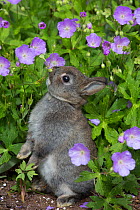 RF - Baby Netherland dwarf rabbit standing among and sniffing cultivated Wild geraniums (Geranium maculatum). East Haven, Connecticut, USA. (This image may be licensed either as rights managed or roya...