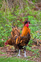 RF - Free-range rooster (breed: Polish) and hen of unidentified breed, foraging. Moosup, Connecticut, USA. (This image may be licensed either as rights managed or royalty free.)
