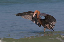 RF - Reddish egret (Egretta rufescens) hunting small fish in  open-swing stance. Mullet Key, Tampa Bay, St. Petersburg, Florida, USA. (This image may be licensed either as rights managed or royalty fr...