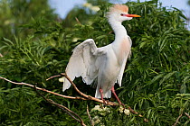RF - Cattle egret (Bubulcus ibis) in breeding plumage perched near nest. Kississimmee, Florida, USA. (This image may be licensed either as rights managed or royalty free.)