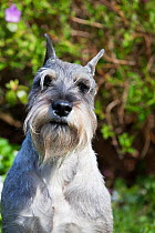 RF - Standard schnauzer in spring vegetation. Branford, Connecticut, USA. (This image may be licensed either as rights managed or royalty free.)
