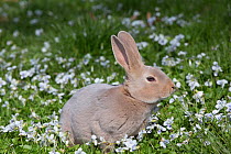 RF - Rex rabbit in wild violets. Preston, Connecticut, USA. (This image may be licensed either as rights managed or royalty free.)