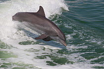 RF - Atlantic bottlenose dolphin (Tursiops truncatus) leaping wild and natural. Boca Ciega Bay (part of Tampa Bay), Florida, USA. (This image may be licensed either as rights managed or royalty free.)