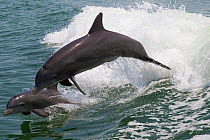 RF - Atlantic bottlenose dolphins (Tursiops truncatus) mother and calf leaping, wild and natural. Boca Ciega Bay (part of Tampa Bay), Florida, USA. (This image may be licensed either as rights managed...