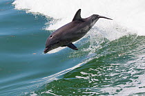RF - Atlantic bottlenose dolphin (Tursiops truncatus) leaping, wild and natural. Boca Ciega Bay (part of Tampa Bay), Florida, USA. (This image may be licensed either as rights managed or royalty free....