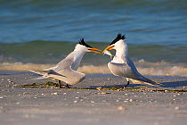 RF - Royal tern (Thalasseus maxima)  offering fish to female as part of courtship. Mullet Key, St Petersburg. Florida, USA. (This image may be licensed either as rights managed or royalty free.)