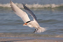RF - Royal tern (Thalasseus maximus) with fish, landing on beach. Mullet Key, St Petersburg. Florida, USA. (This image may be licensed either as rights managed or royalty free.)