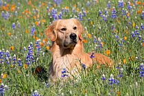 RF - Male Golden retriever in Lupine and California poppies. Las Padres National Forest, Los Olivos, California, USA. (This image may be licensed either as rights managed or royalty free.)