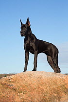 RF - Female Great dane atop seaside rock. Guilford, Connecticut, USA. (This image may be licensed either as rights managed or royalty free.)