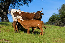 RF - Texas longhorn cow nursing calf on hill country ranch land. Santa Barbara County, California, USA. (This image may be licensed either as rights managed or royalty free.)