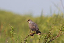 RF - Snail kite (Rostrhammus sociabilus) clutching an Apple Snail, found in US only in southern Florida where it lives almost exclusively on a diet of Apple Snails. Shore of Lake Kissimmee, Florida, U...