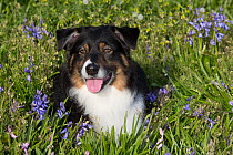 RF - Australian shepherd in spring flowers. Waterford, Connecticut, USA. (This image may be licensed either as rights managed or royalty free.)