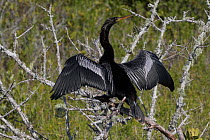 RF - Anhinga (Anhinga anhinga) on dead,  lichen-encrusted branch, drying wings. Merritt Island National Wildlife Refuge, Merritt Island, Florida. (This image may be licensed either as rights managed o...