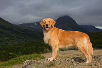 RF - Female Golden retriever standing on mountain ledge. Chugach State Park, Anchorage, Alaska, USA. (This image may be licensed either as rights managed or royalty free.)