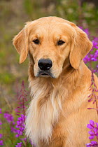 RF - Female Golden retriever portrait, Chugach State Park, Anchorage, Alaska, USA. (This image may be licensed either as rights managed or royalty free.)