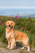 RF - Female Golden retriever standing by  Fireweed  flower,  Chugach State Park, Anchorage, Alaska, USA. (This image may be licensed either as rights managed or royalty free.)