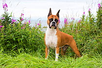 RF - Female Boxer standing in wild grass and Fireweed. Kenai, Alaska,  USA. (This image may be licensed either as rights managed or royalty free.)