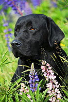 RF - Black Labrador retriever and Lupin flowers. Round Pond, Maine, USA. (This image may be licensed either as rights managed or royalty free.)
