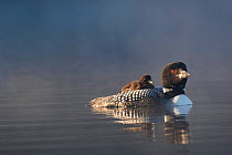 RF - Common loon (Gavia immer) with chick on back at dawn, late June. Enfield, New Hampshire, USA. (This image may be licensed either as rights managed or royalty free.)