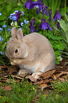 RF - Netherland dwarf babyrabbit grooming itself in spring flower garden. East Haven, Connecticut, USA. (This image may be licensed either as rights managed or royalty free.)