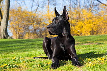 Great dane bitch lying down, with cropped ears, USA.
