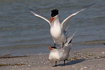 Pair of Royal terns (Thalasseus maximus) on beach displaying mating behaviour. Mullet Key, St. Petersburg, Florida, USA.