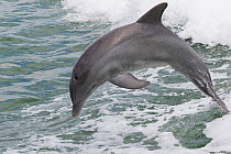 Atlantic bottlenose dolphin (Tursiops truncatus) leaping, Boca Ciega Bay, Florida, USA.