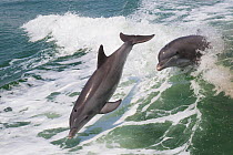 Atlantic bottlenose dolphins (Tursiops truncatus) leaping through waves, Boca Ciega Bay, Florida, USA.