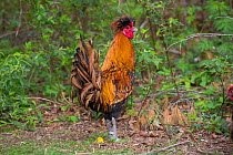 Free-range rooster (breed: Polish), Connecticut, USA.