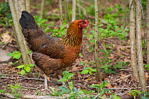 Free-range hen, Connecticut, USA.