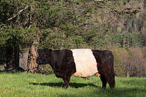 Belted Galloway cow in spring pasture, Litchfield Hills Region, West Cornwall, Connecticut, USA.