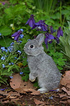 Baby Netherland Dwarf rabbit standing in spring garden, beside forget-me-nots and blue columbine, USA.