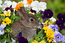 Baby Netherland Dwarf rabbit sitting amongst pansies, USA.