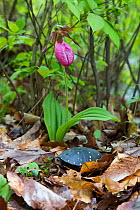Spotted turtle (Clemmys guttata) with Pink lady's-slipper orchid (Cypripedium acaule). Killingworth, Connecticut, USA. Species of concern throughout its range, endangered species.