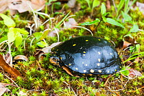 Spotted turtle (Clemmys guttata) on club moss, Killingworth, Connecticut, USA. Species of concern throughout its range, endangered species.