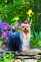 Yorkshire terrier dog with long hair in show condition, standing in garden, USA.